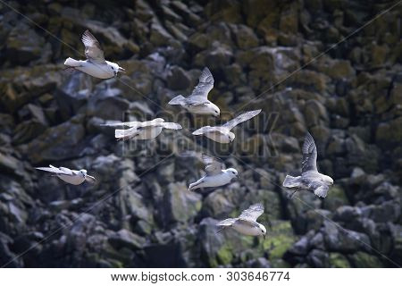 Sea Birds In Flight Over The Rocks. Saltee Islands. Ireland.