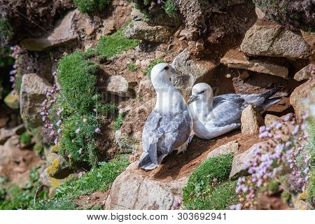 Two Fulmars On Rocks In Saltee Islands. Ireland. Close View.