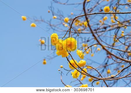 Yellow Silk Cotton (cochlospermum Religiosum) Tree Flowers On Blue Sky Background