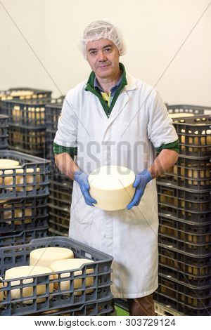 Cheese Maker Showing Cheese Wheel At The Cheese Storage .