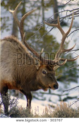 Elk In Snow