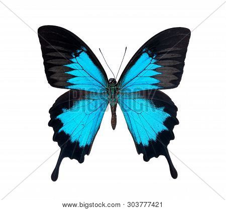 Beautiful Papilio Ulysses Butterfly Isolated On White Background
