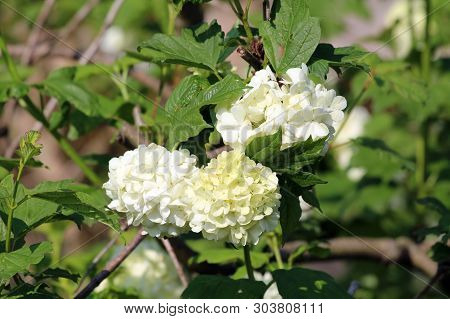 Guelder Rose Or Viburnum Opulus Or Roseum Or Sterile Or Snowball Tree Or Water Elder Or Cramp Bark O