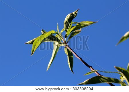Peach Or Prunus Persica Deciduous Tree Single Branch With Lanceolate Broad Pinnately Veined Light Gr