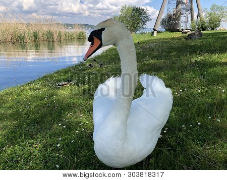 Birds On Lake Constance In Kreuzlingen Or Die Voegel Oder Vogel Am Bodensee - Canton Of Thurgau, Swi
