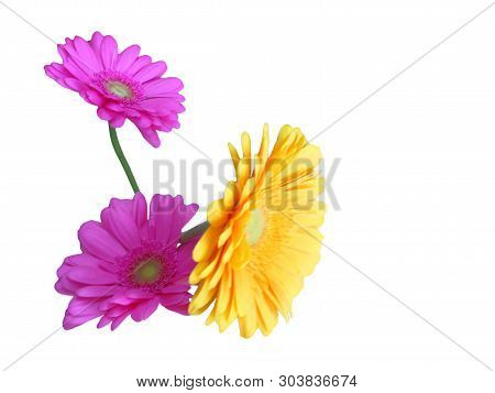 Big Beautiful Flowers On A White Background