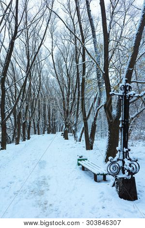 Winter's Tale, Lovely Winter Scenery, Winter Park in Snow, Whitened Spruce Branch with a Snowy Forest in the Background, Snow-Covered Trees in the City Park, Snowing, Winter Park Background