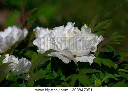 Tree-like Peony, Tree-shaped White Peony In The Garden, Peony Petals Close-up At Sunset, Natural Blu