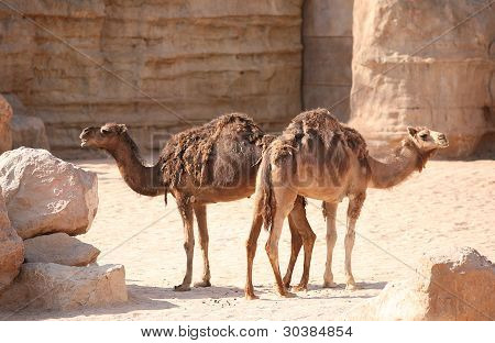 To kameler i paddocken
