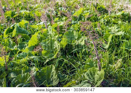 Closeup Of Flowers And Leaves Of Butterbur Or Petasites Hybridus Plants In A Dutch Nature Reserve In