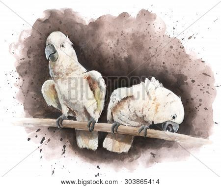 Hand Drawn Two Big White Parrots On A Tree Branch Gouache Painting