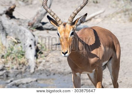 A Male Impala Surrounded By Bothersome Flies, South Africa.