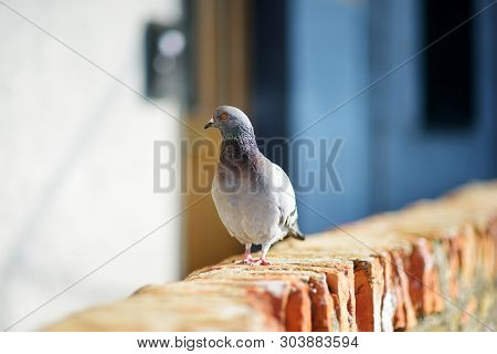 Doves And Pigeons In Riomaggiore, The Largest Of The Five Centuries-old Villages Of Cinque Terre, It