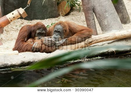 Orangutan Couple
