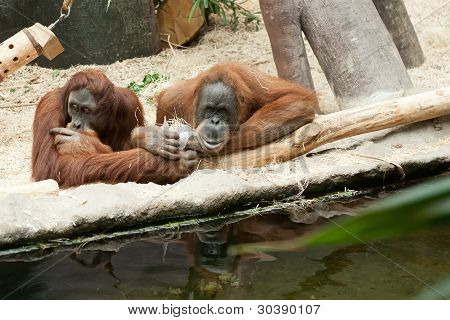 Orangutan Couple