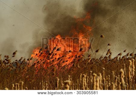 Coastal Zone Of Marsh Creek, Strong Smoke From Fire Of Liana Overgrowth. Spring Fires Of Dry Reeds D