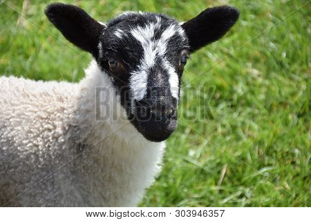 Adorable Black And White Faced Young Lamb In England.
