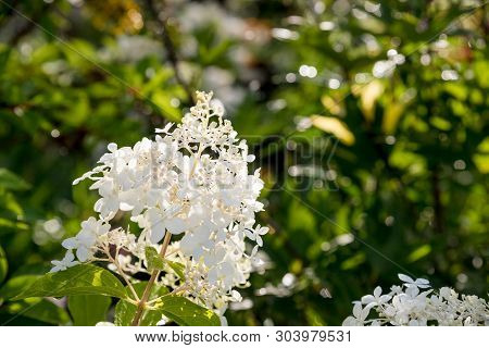Blooming White Annabelle Hydrangea Arborescens , Commonly Known As Smooth Hydrangea, Wild Hydrangea,