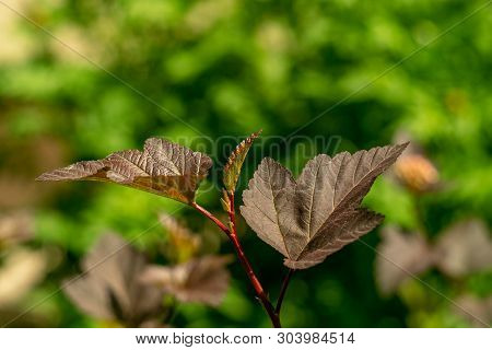 Young Branch Of Common Ninebark Against Green Garden Background. Leaves Of Red Hue Are Lighted With 