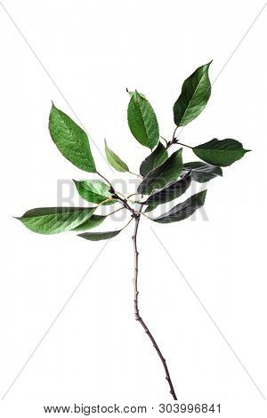 Summer background with branches green leaves isolated on white. Fresh bouquet. Sezonal botanica