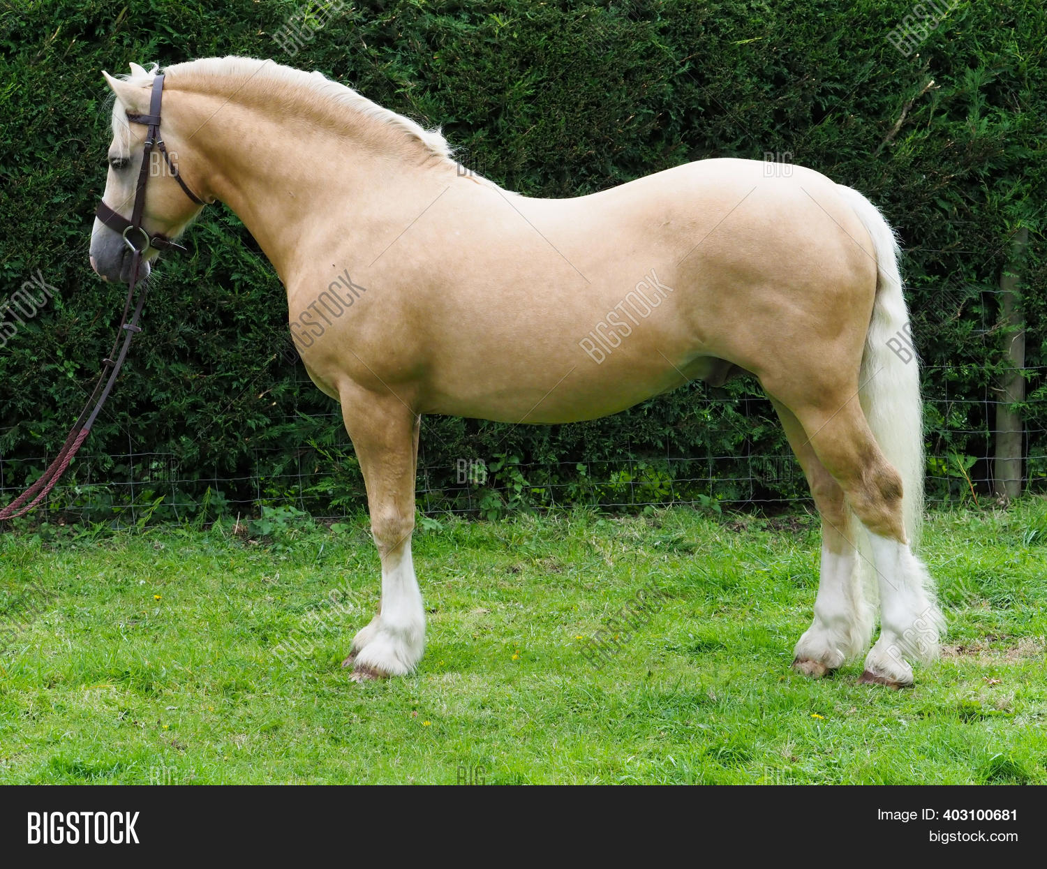 Welsh Section C Image & Photo (Free Trial) Bigstock