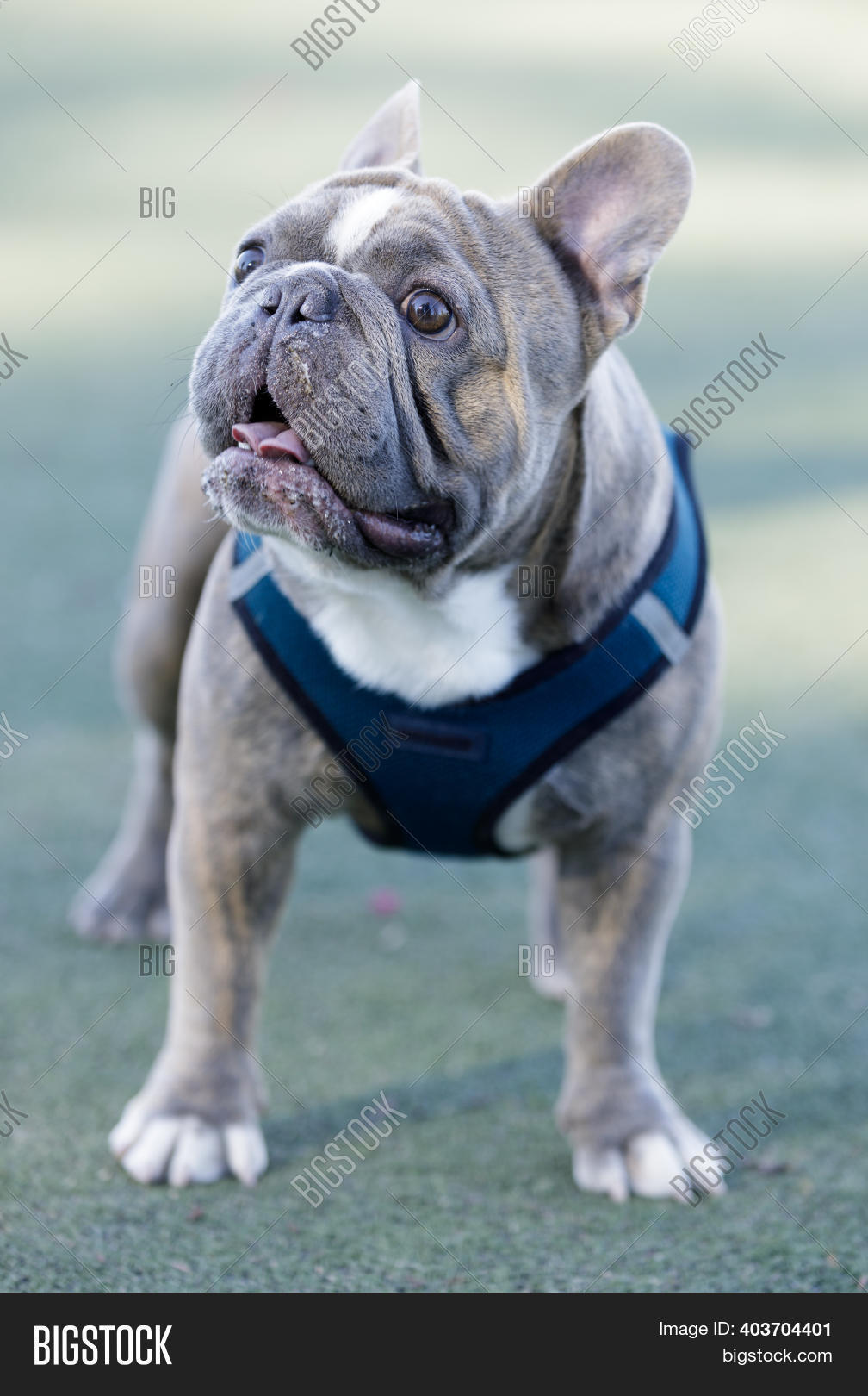 Are French Bulldogs Good Off Leash