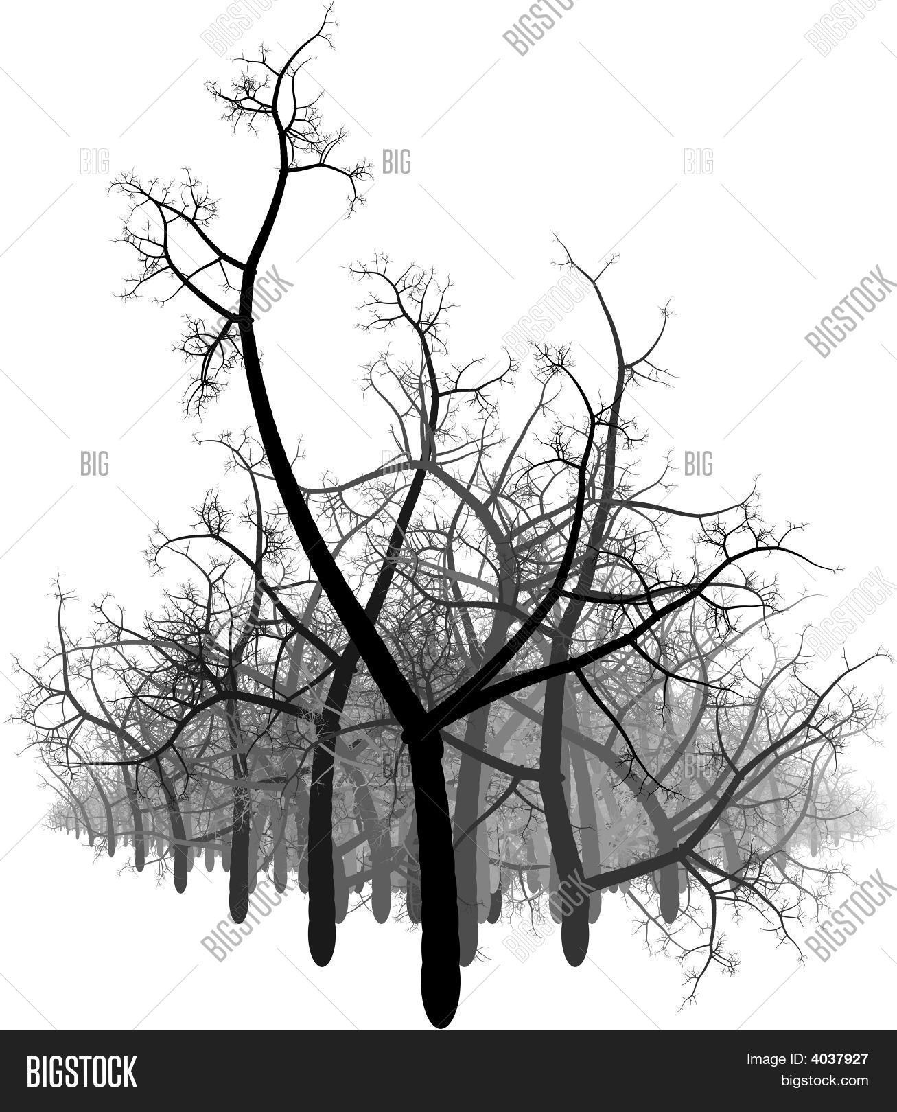 Black White Trees Image & Photo (Free Trial) Bigstock
