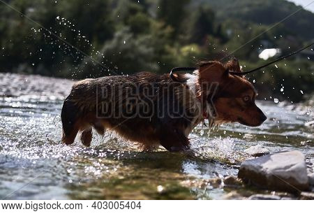 Walk With Half Breed Dog Near Natural Pond. Charming Little Brown And White Dog Mongrel Bathes In Mo