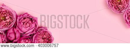 Banner With Frame Made Of Rose Flowers On A Pink Background. Spring Concept With Copyspace. Floral G