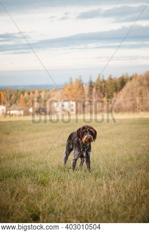 Portrait Of A Man's Most Faithful Friend, A Dog Of The Czech Breed Rough-coated Bohemian Pointer In 