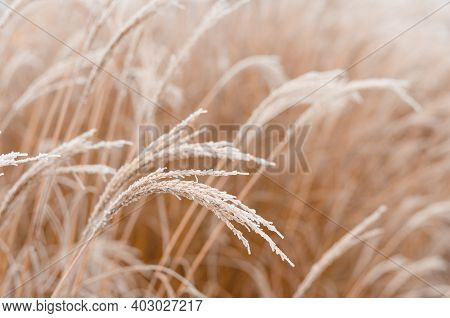Abstract Natural Background Of Soft Plants Cortaderia Selloana. Frosted Pampas Grass On A Blurry Bok