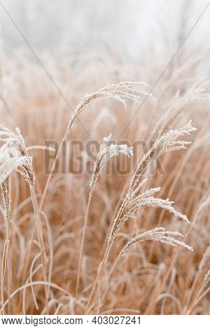 Abstract Natural Background Of Soft Plants Cortaderia Selloana. Frosted Pampas Grass On A Blurry Bok