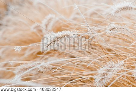 Abstract Natural Background Of Soft Plants Cortaderia Selloana. Frosted Pampas Grass On A Blurry Bok
