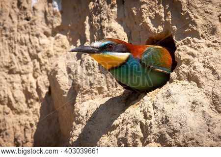 European Bee-eater Peeking From A Nesting Hole In The Ground Inside Colony