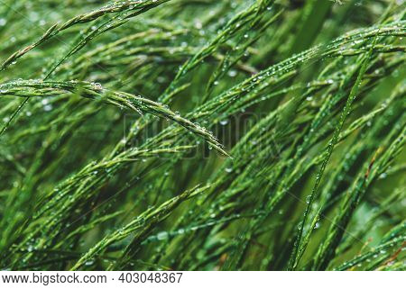 Lush Green Summer Grass Wet With Rain