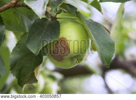 Monilinia Fructigena. Initial Stage Of Disease Fruit Rot. Fungus Illness Of The Apple Tree. Start Of