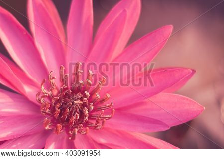 Beautiful Close Up Of Pink Lotus Flower Or Waterlily On The Water At Beautiful Lake
