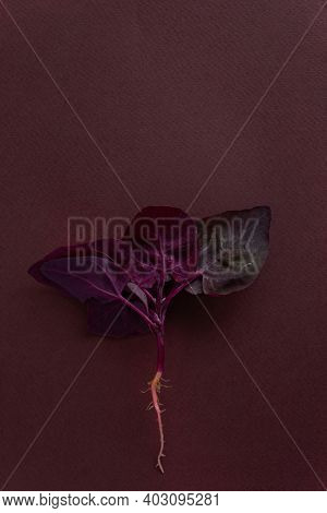fresh purple orach on the purple background