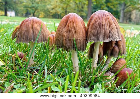 Blæk cap champignon