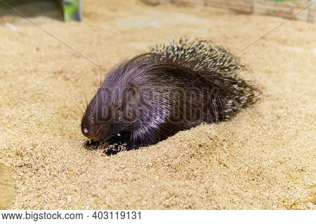 Crested Porcupine Erethizon Dorsatum, Hystrix Africaeaustralis In A Zoo