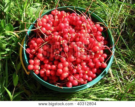 harvest of red schizandra in bucket