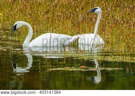 Trumpeter Swans (cygnus Buccinator) On A Small Lake In Wisconsin During Late Summer. Selective Focus