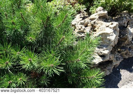 Pinus Mugo And Boulder In The Rock Garden In July