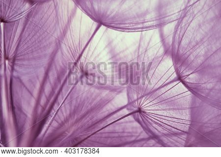 Misty Blurred Background From Dandelion Flowers. Tender Pastel Purple Floral Background. Pratensis T