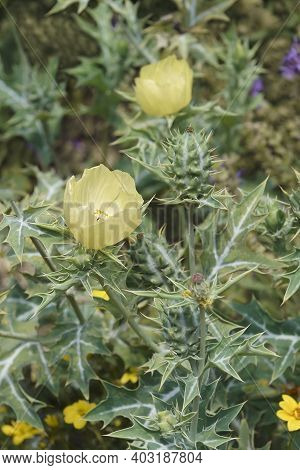 Mexican Poppy (argemone Mexicana). Called Mexican Prickly Poppy, Flowering Thistle And Cardo Also