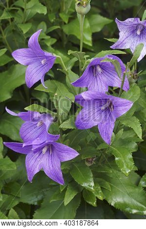 Balloon Flower (platycodon Grandiflorus). Called Chinese Bellflower And Platycodon Also