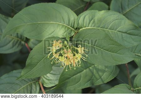 Southern Bush Honeysuckle (diervilla Sessilifolia). Called Smooth Southern Bush-honeysuckle Also