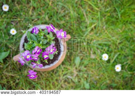 Beautiful Purple Pansies In The Pot. Spring Time.