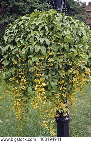 Nong Nooch Vine (petraeovitex Bambusetorum). General View