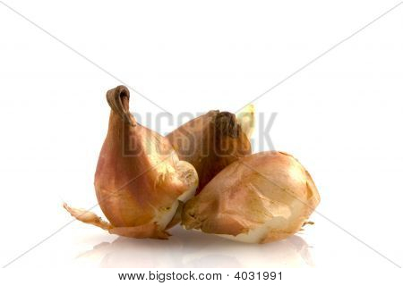Tulpaner
